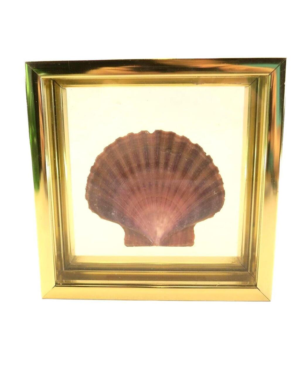 Transart Brass Frame with Mounted Seashell Decor